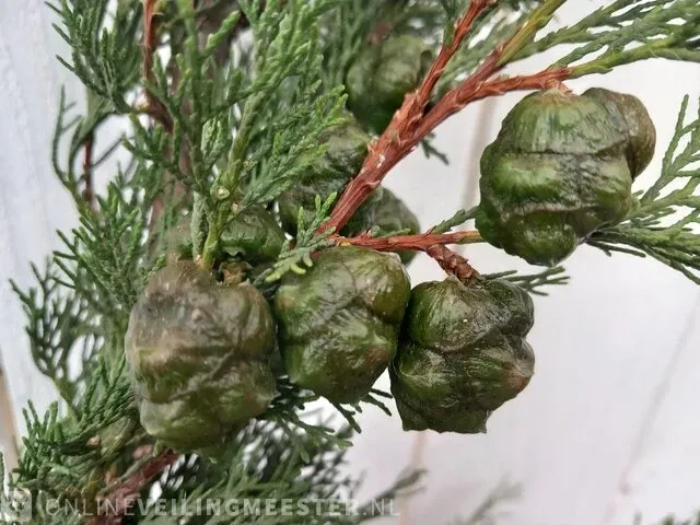 3x italiaanse cipres cupressus semp. pyramidalis - afbeelding 9 van  13