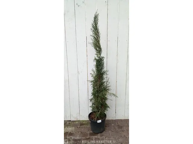 3x italiaanse cipres cupressus semp. pyramidalis - afbeelding 10 van  13