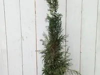 3x italiaanse cipres cupressus semp. pyramidalis - afbeelding 10 van  13