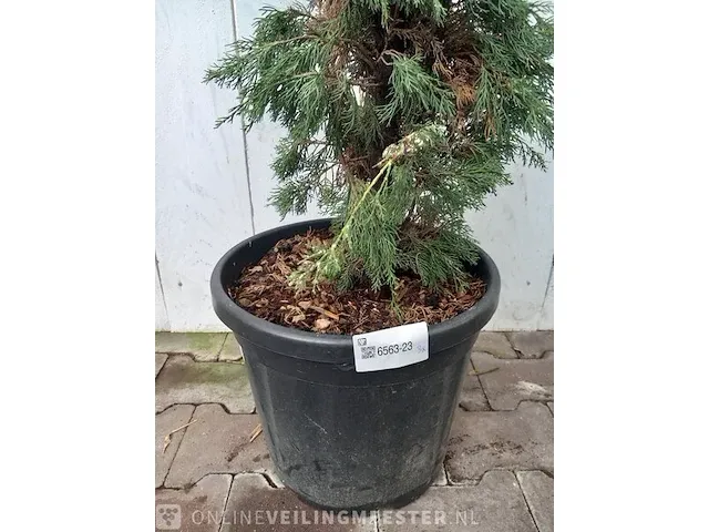 3x italiaanse cipres cupressus semp. pyramidalis - afbeelding 11 van  13