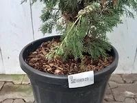 3x italiaanse cipres cupressus semp. pyramidalis - afbeelding 11 van  13