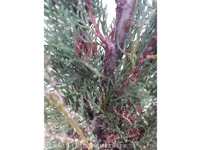 3x italiaanse cipres cupressus semp. pyramidalis - afbeelding 12 van  13