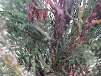 3x italiaanse cipres cupressus semp. pyramidalis - afbeelding 12 van  13