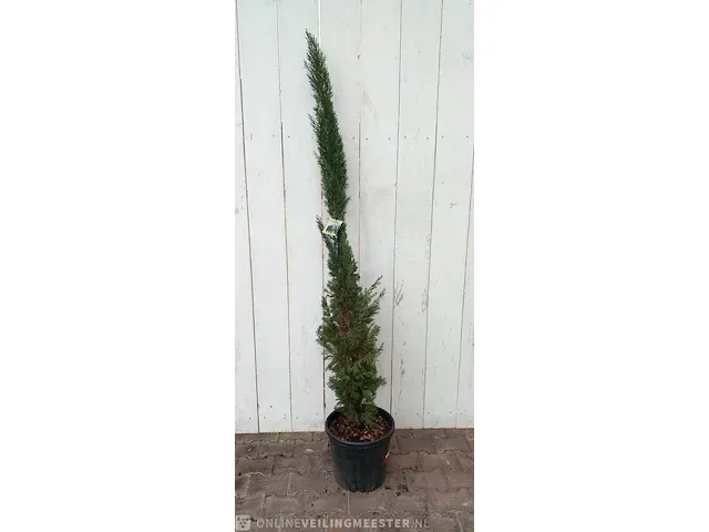 3x italiaanse cipres cupressus semp. pyramidalis - afbeelding 13 van  13