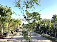 3x japanse esdoorn acer palmatum, sierheester, rode herfstkleur, ca. 225 cm hoog - afbeelding 1 van  3