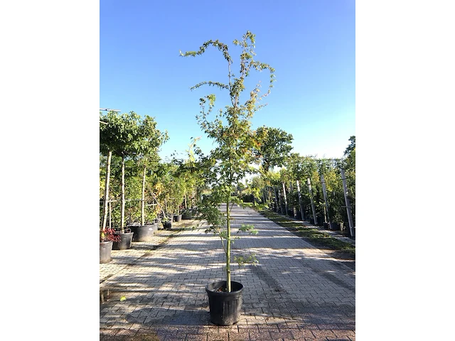 3x japanse esdoorn acer palmatum, sierheester, rode herfstkleur, ca. 225 cm hoog - afbeelding 2 van  3