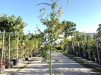 3x japanse esdoorn acer palmatum, sierheester, rode herfstkleur, ca. 225 cm hoog - afbeelding 2 van  3