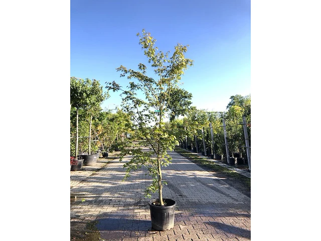 3x japanse esdoorn acer palmatum, sierheester, rode herfstkleur, ca. 225 cm hoog - afbeelding 3 van  3