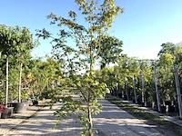 3x japanse esdoorn acer palmatum, sierheester, rode herfstkleur, ca. 225 cm hoog - afbeelding 3 van  3