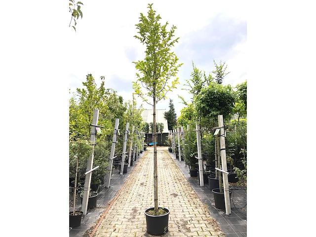 3x japanse magnolia magnolia kobus, bloesemboom, witte bloei, ca. 3 m hoog - afbeelding 1 van  4