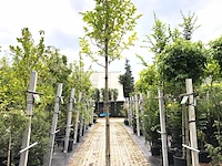 3x japanse magnolia magnolia kobus, bloesemboom, witte bloei, ca. 3 m hoog - afbeelding 1 van  4