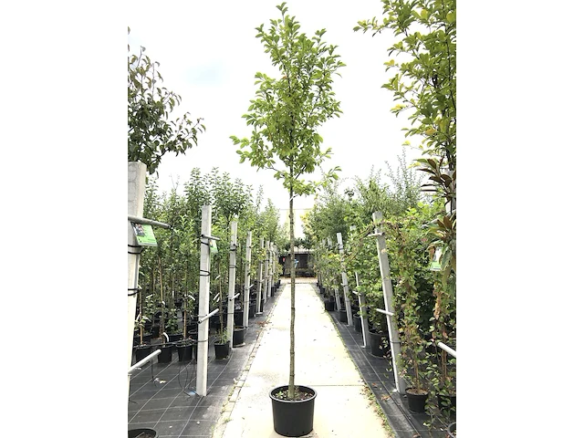 3x japanse magnolia magnolia kobus, bloesemboom, witte bloei, ca. 3 m hoog - afbeelding 2 van  4