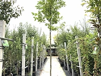 3x japanse magnolia magnolia kobus, bloesemboom, witte bloei, ca. 3 m hoog - afbeelding 2 van  4