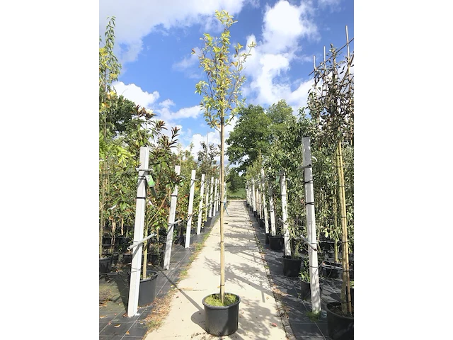 3x japanse magnolia magnolia kobus, bloesemboom, witte bloei, ca. 3 m hoog - afbeelding 3 van  4