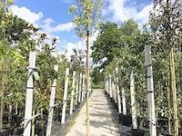 3x japanse magnolia magnolia kobus, bloesemboom, witte bloei, ca. 3 m hoog - afbeelding 3 van  4