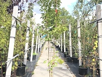 3x japanse sierkers prunus 'amanogawa', zuilvorm, roze bloei, ca. 2 m hoog - afbeelding 1 van  4