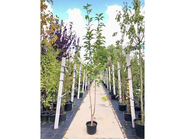 3x japanse sierkers prunus 'amanogawa', zuilvorm, roze bloei, ca. 2 m hoog - afbeelding 2 van  4