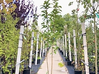 3x japanse sierkers prunus 'amanogawa', zuilvorm, roze bloei, ca. 2 m hoog - afbeelding 2 van  4
