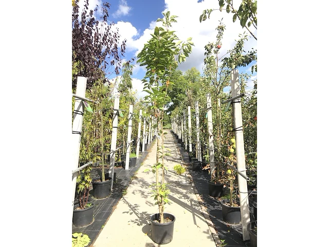 3x japanse sierkers prunus 'amanogawa', zuilvorm, roze bloei, ca. 2 m hoog - afbeelding 3 van  4