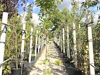 3x japanse sierkers prunus 'amanogawa', zuilvorm, roze bloei, ca. 2 m hoog - afbeelding 3 van  4