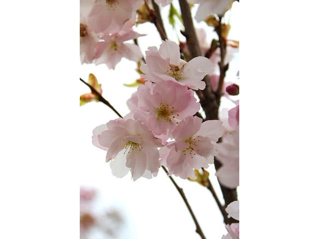 3x japanse sierkers prunus 'amanogawa', zuilvorm, roze bloei, ca. 2 m hoog - afbeelding 4 van  4