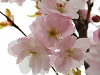 3x japanse sierkers prunus 'amanogawa', zuilvorm, roze bloei, ca. 2 m hoog - afbeelding 4 van  4