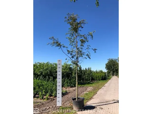 3x japanse sierkers prunus 'autumnalis rosea', bloesemboom, , 4-5 m hoog - afbeelding 1 van  2