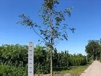 3x japanse sierkers prunus 'autumnalis rosea', bloesemboom, , 4-5 m hoog - afbeelding 1 van  2