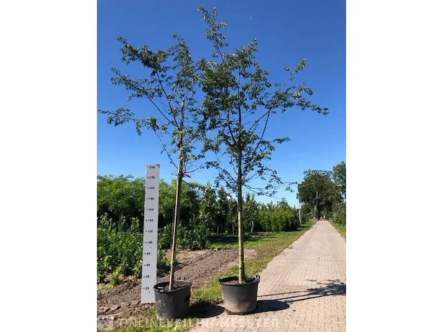 3x japanse sierkers prunus 'autumnalis rosea', bloesemboom, , 4-5 m hoog - afbeelding 2 van  2