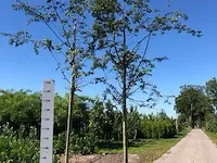 3x japanse sierkers prunus 'autumnalis rosea', bloesemboom, , 4-5 m hoog - afbeelding 2 van  2