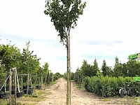 3x japanse sierkers prunus 'kanzan', bloesemboom, dieproze bloei, ca. 4 m hoog - afbeelding 1 van  4