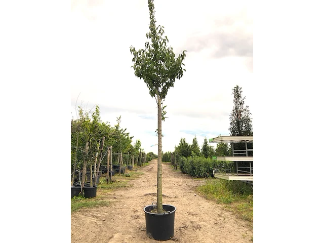3x japanse sierkers prunus 'kanzan', bloesemboom, dieproze bloei, ca. 4 m hoog - afbeelding 2 van  4