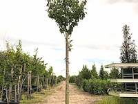 3x japanse sierkers prunus 'kanzan', bloesemboom, dieproze bloei, ca. 4 m hoog - afbeelding 2 van  4