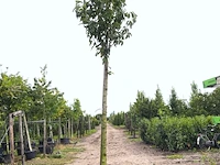 3x japanse sierkers prunus 'kanzan', bloesemboom, dieproze bloei, ca. 4 m hoog - afbeelding 3 van  4