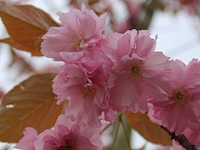 3x japanse sierkers prunus 'kanzan', bloesemboom, dieproze bloei, ca. 4 m hoog - afbeelding 4 van  4