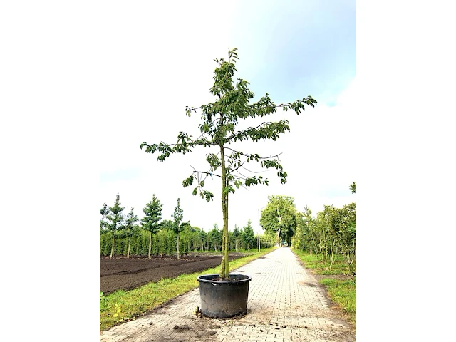 3x kersenboom prunus 'kordia', hoogstam, dieprode kersen, ca. 4 m hoog - afbeelding 1 van  3