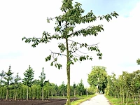 3x kersenboom prunus 'kordia', hoogstam, dieprode kersen, ca. 4 m hoog - afbeelding 1 van  3