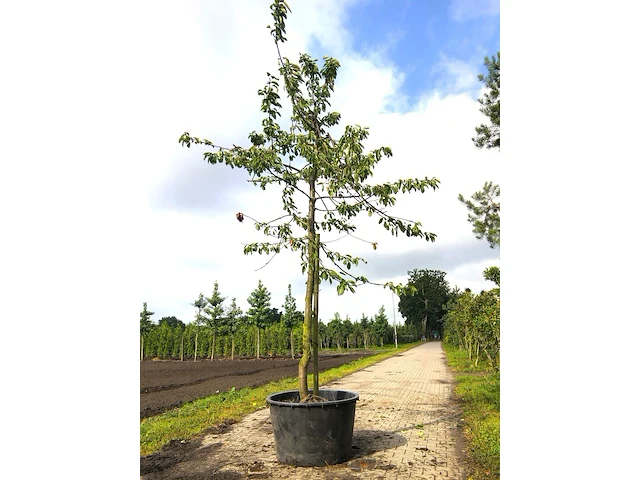 3x kersenboom prunus 'kordia', hoogstam, dieprode kersen, ca. 4 m hoog - afbeelding 2 van  3