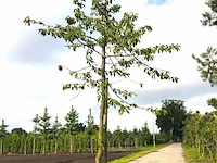 3x kersenboom prunus 'kordia', hoogstam, dieprode kersen, ca. 4 m hoog - afbeelding 2 van  3