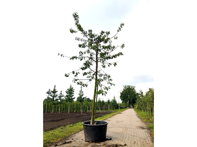 3x kersenboom prunus 'kordia', hoogstam, dieprode kersen, ca. 4 m hoog - afbeelding 3 van  3