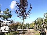 3x kerspruim prunus 'nigra', bloesemboom, roodbladig, ca. 4 m hoog - afbeelding 1 van  4
