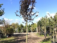 3x kerspruim prunus 'nigra', bloesemboom, roodbladig, ca. 4 m hoog - afbeelding 2 van  4