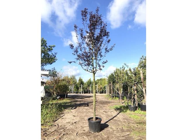 3x kerspruim prunus 'nigra', bloesemboom, roodbladig, ca. 4 m hoog - afbeelding 3 van  4