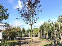 3x kerspruim prunus 'nigra', bloesemboom, roodbladig, ca. 4 m hoog - afbeelding 3 van  4