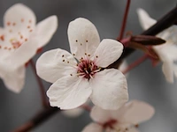 3x kerspruim prunus 'nigra', bloesemboom, roodbladig, ca. 4 m hoog - afbeelding 4 van  4