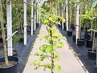 3x klimhortensia hydrangea anomala petiolaris, klimplant, witte bloei, ca. 150 cm hoog - afbeelding 1 van  4