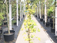 3x klimhortensia hydrangea anomala petiolaris, klimplant, witte bloei, ca. 150 cm hoog - afbeelding 3 van  4