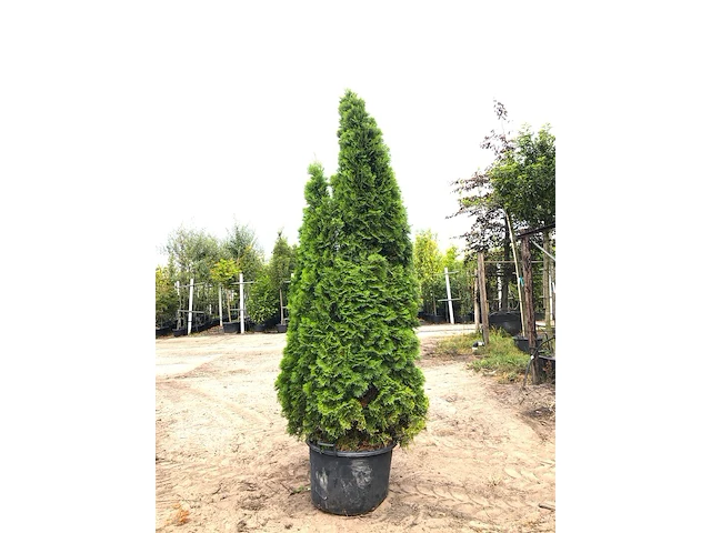 3x koningsconifeer thuja 'smaragd', solitair, wintergroen, ca. 250 cm hoog - afbeelding 1 van  3