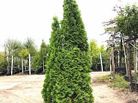 3x koningsconifeer thuja 'smaragd', solitair, wintergroen, ca. 250 cm hoog - afbeelding 1 van  3