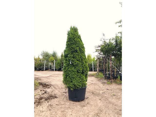 3x koningsconifeer thuja 'smaragd', solitair, wintergroen, ca. 250 cm hoog - afbeelding 2 van  3